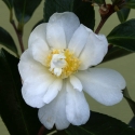 Picture of Camellia Paradise Little Liane