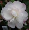 Picture of Camellia Paradise Pearl Std