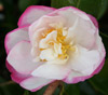 Picture of Camellia Paradise Vanessa