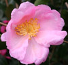 Picture of Camellia Plantation Pink