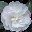 Camellia Pure Silk Espalier Picture of Camellia Pure Silk Espalier