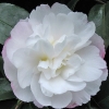 Picture of Camellia Pure Silk Espaliered