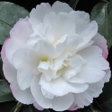 Picture of Camellia Pure Silk