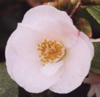 Picture of Camellia Quintessence