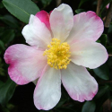 Picture of Camellia Rainbow