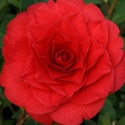 Picture of Camellia Red Red Rose