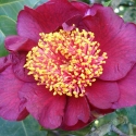 Picture of Camellia Rendezvous