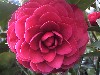 Picture of Camellia Roger Hall