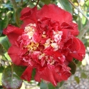 Picture of Camellia Ruby Wedding