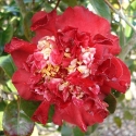 Camellia Ruby Wedding Picture of Camellia Ruby Wedding