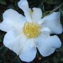 Camellia Setsugekka Espalier Picture of Camellia Setsugekka Espalier