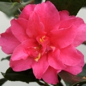 Picture of Camellia Shishi Gashira
