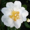 Picture of Camellia Silver Anniversary