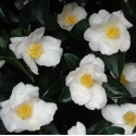 Picture of Camellia Silver Column Std