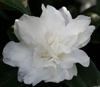 Picture of Camellia Silver Dollar