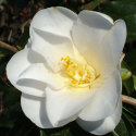 Picture of Camellia Silver Tower