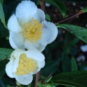 Picture of Camellia Sinensis