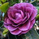 Picture of Camellia Sir Victor Davies