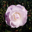 Picture of Camellia Softly