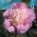 Picture of Camellia Sugar Dream