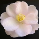 Picture of Camellia Sugar and Spice