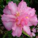 Picture of Camellia Sunrise Serenade