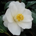 Picture of Camellia Superstar