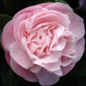 Picture of Camellia Sweet Emily Kate