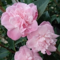 Picture of Camellia Sweet Jane Espalier