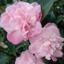 Picture of Camellia Sweet Jane