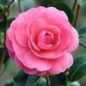 Picture of Camellia Tamzin Coull