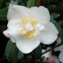 Picture of Camellia Tiny Princess