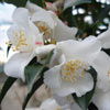 Picture of Camellia Transnokoensis Std