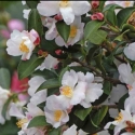 Picture of Camellia Transnokoensis