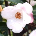 Picture of Camellia Transtasman Std