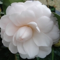 Picture of Camellia Twilight