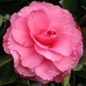 Picture of Camellia Valentine Day