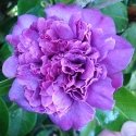 Picture of Camellia Violet Bouquet