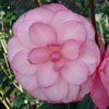 Picture of Camellia Waterlily