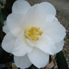 Picture of Camellia White Hibiscus