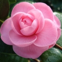 Picture of Camellia Wilamina