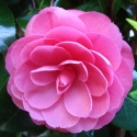Picture of Camellia William Bull