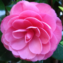 Picture of Camellia William Bull