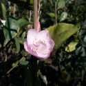 Picture of Camellia Wirlinga Princess