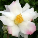 Picture of Camellia Yoi Machi Std