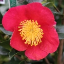 Picture of Camellia Yuletide
