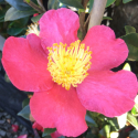 Picture of Camellia Yuletide