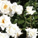 Picture of Cameo Cream-Rose