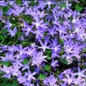 Picture of Campanula E.K.Toogood