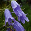 Picture of Campanula Mystic Bells